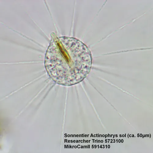 görüntü Bresser Researcher Trino 40–1000x Microscope,  15