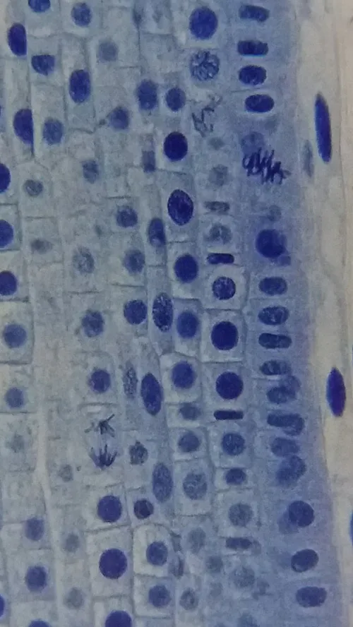 fotoğraf Bresser Erudit Basic 40–400x Microscope,  19