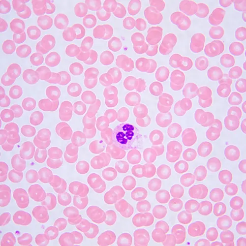 resim MAGUS Bio 240B Biyoloji Mikroskobu,  25