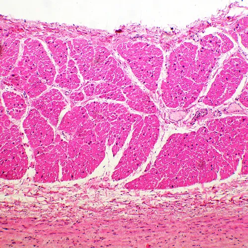 foto MAGUS Bio 260T Biyoloji Mikroskobu,  12