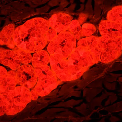 fotoğraf MAGUS Lum 450L Floresan Mikroskop,  25