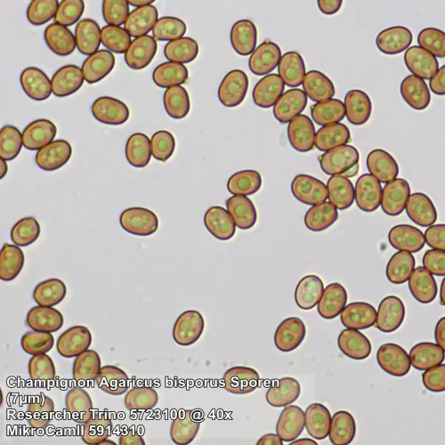 görüntü Bresser Researcher Trino 40–1000x Microscope,  13