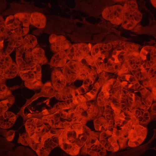 fotoğraf MAGUS Lum V500L Floresan İnverted Mikroskop,  5