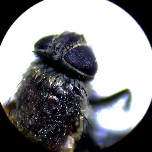 foto MAGUS Stereo A10 Stereomikroskop,  18