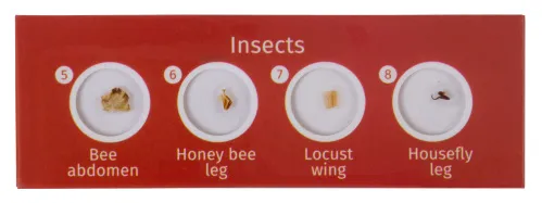 fotoğraf Levenhuk LabZZ C12 Canlılar Hazırlanmış Slayt Seti,  3