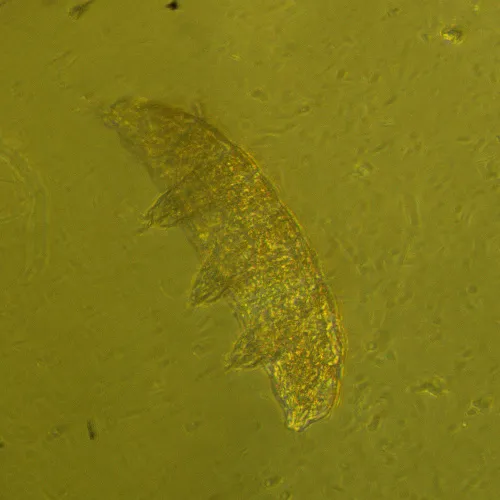 resim MAGUS Bio V360 Biyoloji İnverted Mikroskop,  24