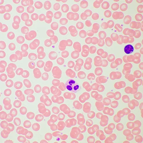 foto MAGUS Bio 260T Biyoloji Mikroskobu,  21