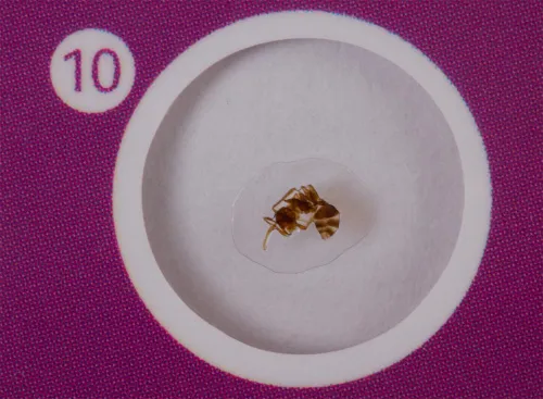 fotoğraf Levenhuk LabZZ C12 Canlılar Hazırlanmış Slayt Seti,  6