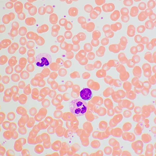 görüntü MAGUS Bio 270T Biyoloji Mikroskobu,  25