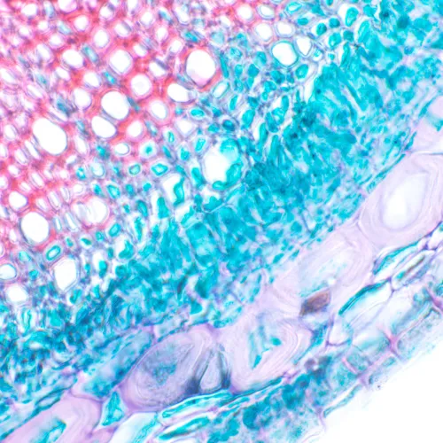resim MAGUS Bio 230B Biyoloji Mikroskobu,  12