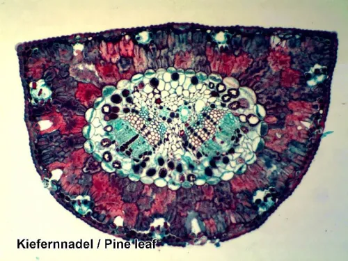 resim Bresser Prepared Slides Set 100pcs, with case,  8