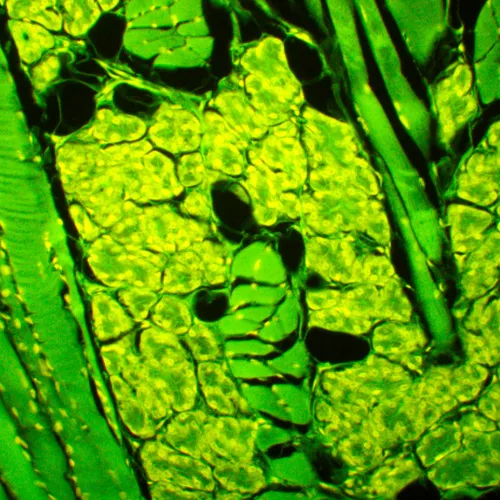 fotoğraf MAGUS Lum 450L Floresan Mikroskop,  23