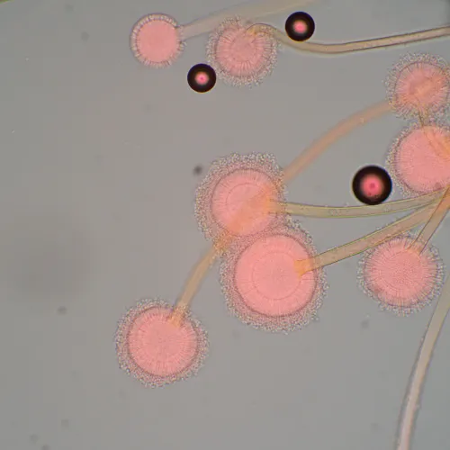 görüntü MAGUS Bio 270T Biyoloji Mikroskobu,  22