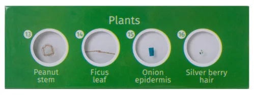 görüntü Levenhuk LabZZ P12 Bitkiler Hazırlanmış Slayt Seti,  2