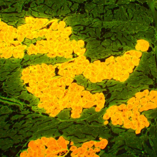 fotoğraf MAGUS Lum 450L Floresan Mikroskop,  22