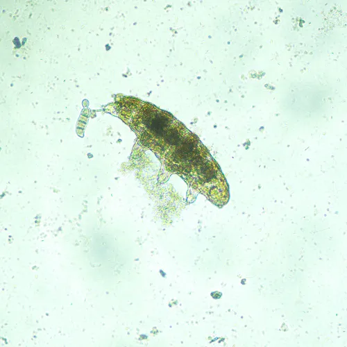 foto MAGUS Bio VD300 LCD Biyoloji İnverted Dijital Mikroskop,  19