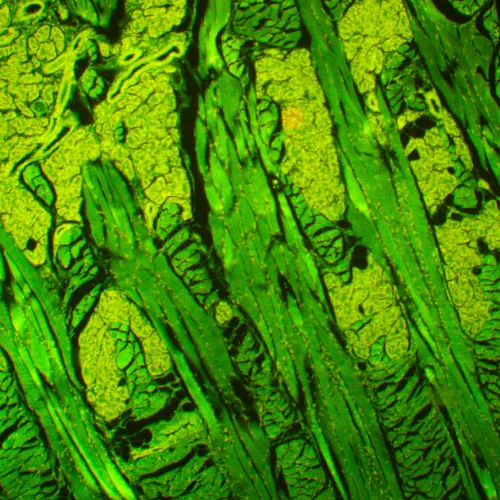 fotoğraf MAGUS Lum 450L Floresan Mikroskop,  21