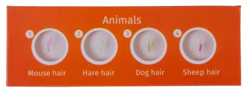 fotoğraf Levenhuk LabZZ C12 Canlılar Hazırlanmış Slayt Seti,  2