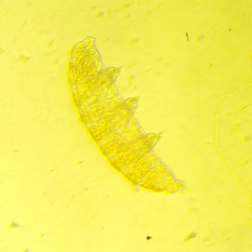 foto MAGUS Bio VD350 Biyoloji İnverted Dijital Mikroskop,  25