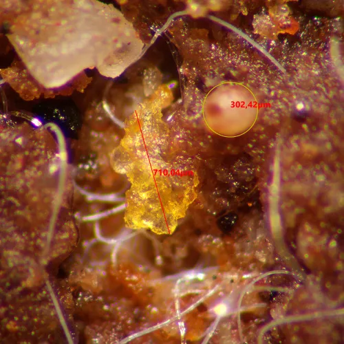 foto MAGUS Stereo A10 Stereomikroskop,  15