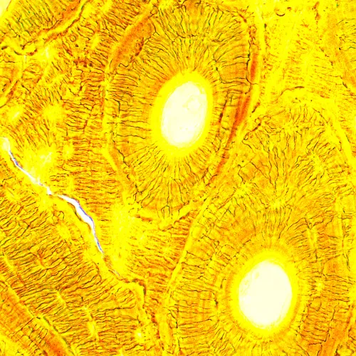 fotoğraf MAGUS Bio 250B Biyoloji Mikroskobu,  21