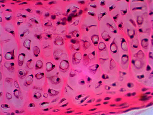 foto Levenhuk N20 NG Hazırlanmış Slayt Seti,  10