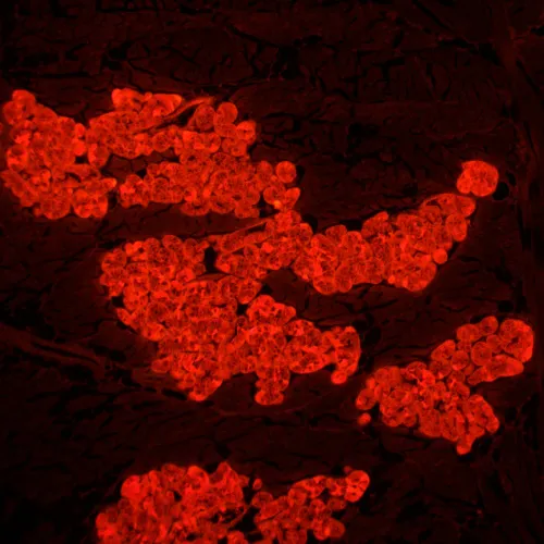 fotoğraf MAGUS Lum 450L Floresan Mikroskop,  24