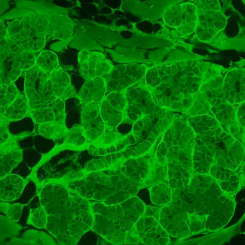 foto MAGUS Lum VD500L Floresan İnverted Dijital Mikroskop,  22