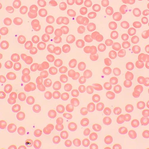 fotoğraf MAGUS Bio D250TL Biyoloji Dijital Mikroskobu,  26