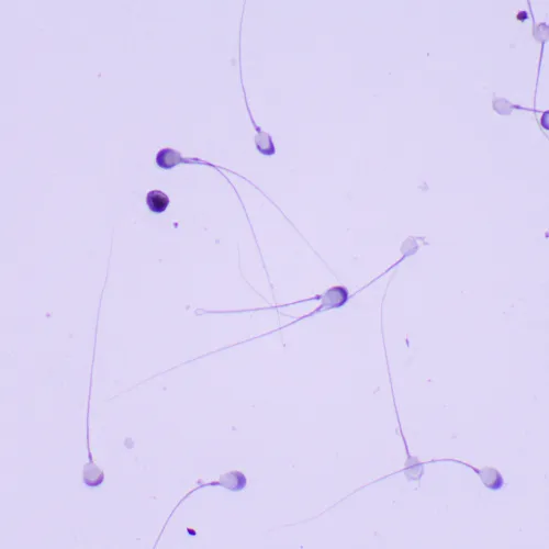 foto MAGUS Bio 260T Biyoloji Mikroskobu,  23