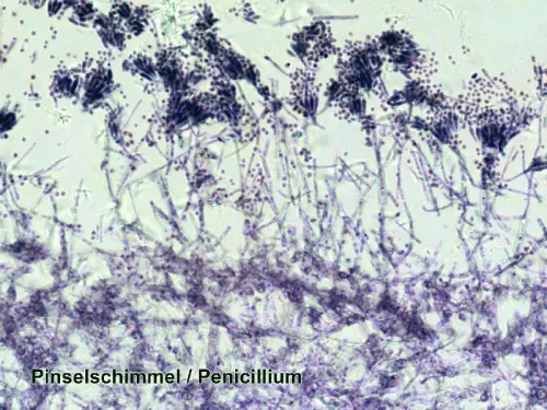 resim Bresser Prepared Slides Set 100pcs, with case,  7