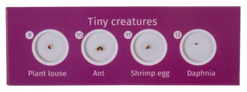 fotoğraf Levenhuk LabZZ C12 Canlılar Hazırlanmış Slayt Seti,  4