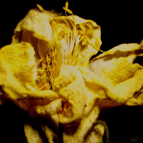 görüntü MAGUS Stereo 9T Stereomikroskop,  23