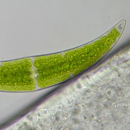 görüntü Bresser Researcher Trino 40–1000x Microscope,  16