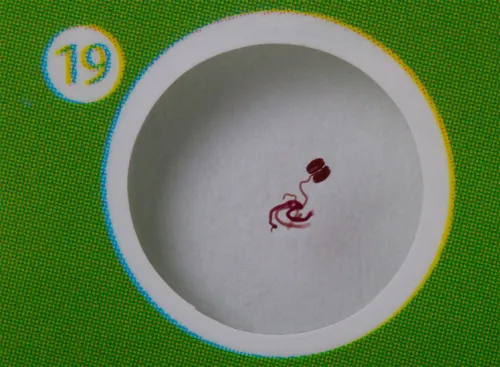 görüntü Levenhuk LabZZ P12 Bitkiler Hazırlanmış Slayt Seti,  6