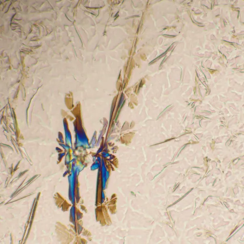 foto MAGUS Bio 290T Biyoloji Mikroskobu,  25