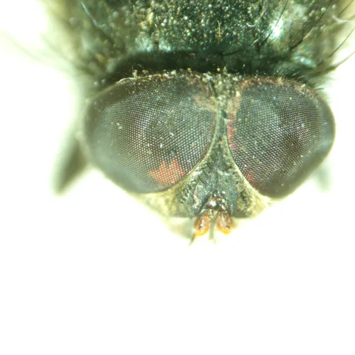 fotoğraf MAGUS Stereo A8 Stereomikroskop,  14