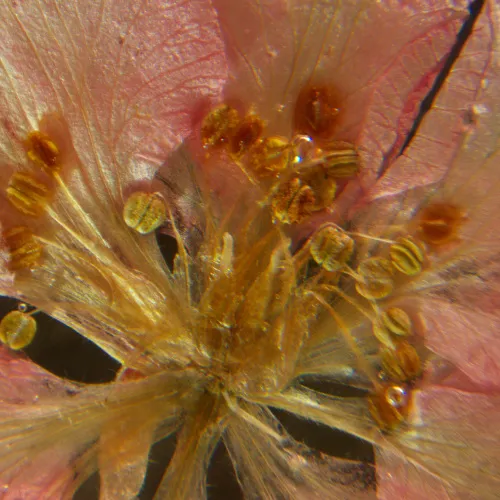 görüntü MAGUS Stereo A6 Stereomikroskop,  16