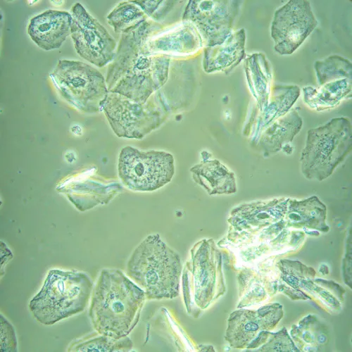 resim MAGUS Bio V360 Biyoloji İnverted Mikroskop,  23