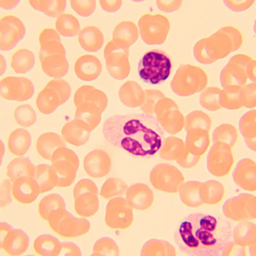 fotoğraf MAGUS Bio 250B Biyoloji Mikroskobu,  20