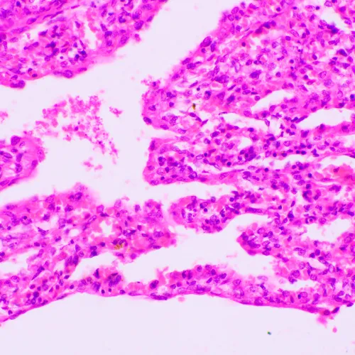 görüntü MAGUS Bio 270T Biyoloji Mikroskobu,  23