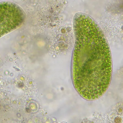 görüntü Bresser Researcher Trino 40–1000x Microscope,  14