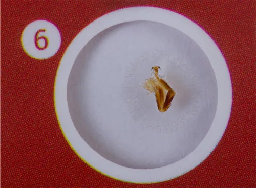 fotoğraf Levenhuk LabZZ C12 Canlılar Hazırlanmış Slayt Seti,  5