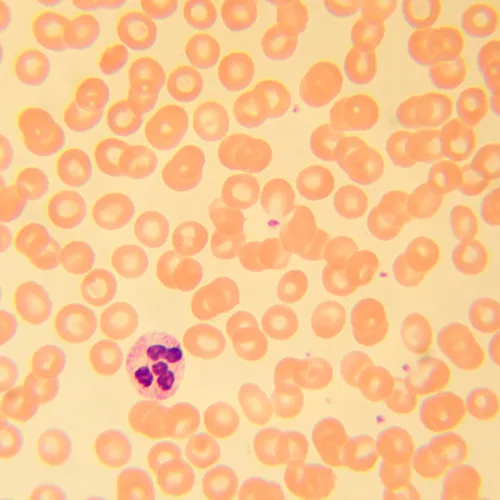 resim MAGUS Bio 230B Biyoloji Mikroskobu,  22