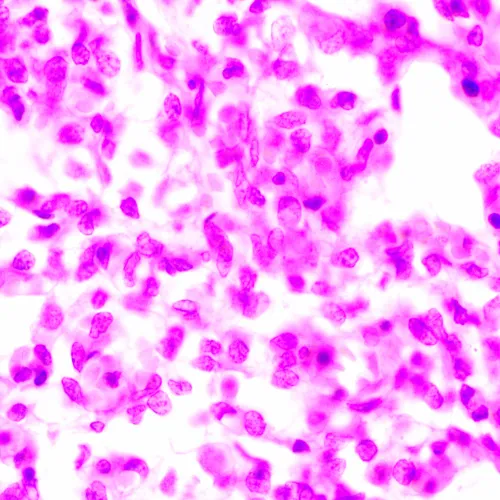 görüntü MAGUS Bio 270T Biyoloji Mikroskobu,  24