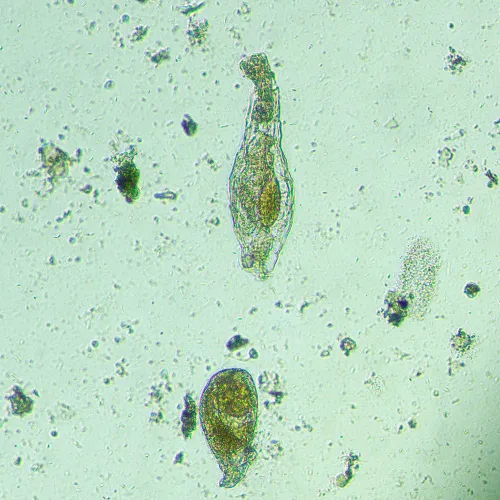 görüntü MAGUS Bio VD300 Biyoloji İnverted Dijital Mikroskop,  18