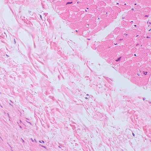 fotoğraf MAGUS Bio D250TL Biyoloji Dijital Mikroskobu,  27