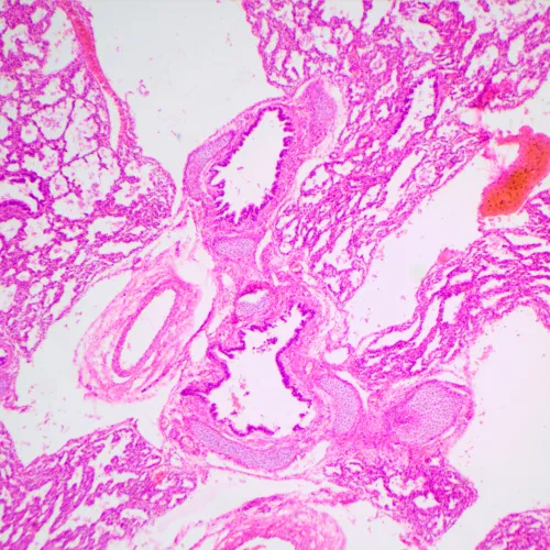 resim MAGUS Bio 240T Biyoloji Mikroskobu,  23