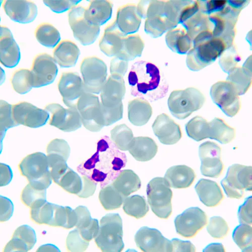 resim MAGUS Bio 230BL Biyoloji Mikroskobu,  14