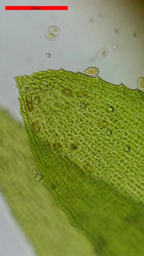 fotoğraf Bresser Erudit Basic 40–400x Microscope,  18